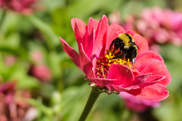 A bumblebee feeding on a zinnia