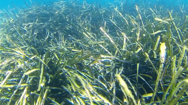 Rabbitfish grazing amongst seagrass