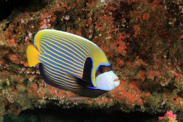 Fototapeta na wymiar Emperor Angelfish fish