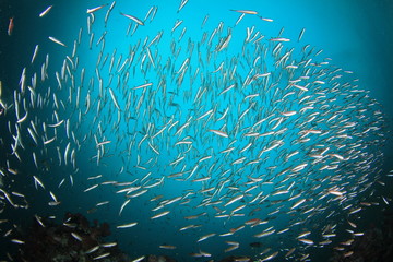 Fototapeta na wymiar Sardines fish in ocean