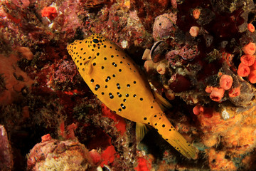 Juvenile boxfish fish