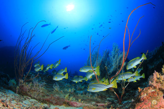 Fototapeta Underwater ocean reef with tropical fish
