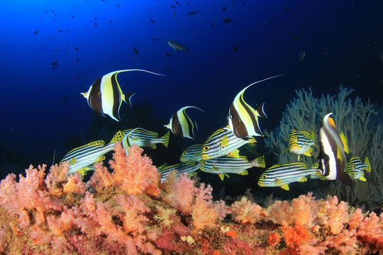 Fototapeta Podwodna rafa oceaniczna z tropikalną rybą