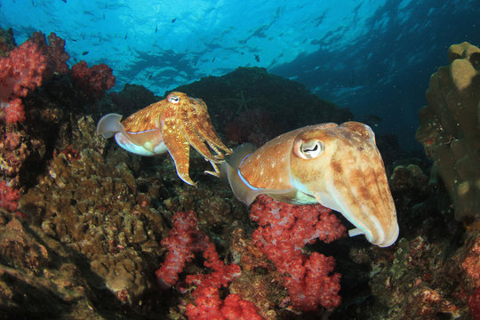 Pharaoh Cuttlefish pair