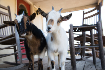 two little goats on the front porch