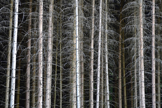 Waldsterben, Umweltverschmutzung, toter Nadelwald