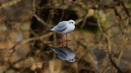 Une mouette sur un lac gelé