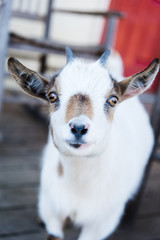 baby goat 