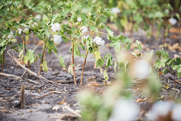 Cotton field in Oakey