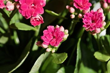 Obraz premium Red kalanchoe flower with green leafs