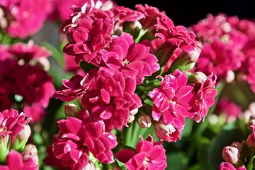 Red kalanchoe flower with green leafs