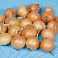 Onion bulbs on blue background