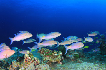 Naklejka na ściany i meble Coral reef and fish in underwater ocean
