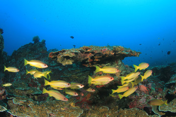 Fototapeta premium Snapper fish school underwater