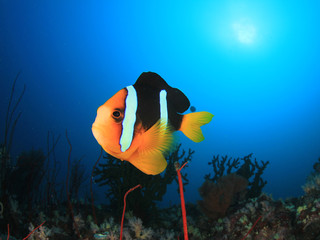Clownfish anemone fish