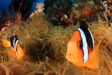 Fototapeta na wymiar Clownfish anemone fish