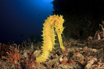 Yellow Thorny Seahorse © Richard Carey