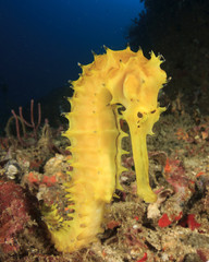 Yellow Thorny Seahorse © Richard Carey