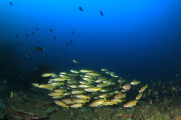 Fototapeta na wymiar Snapper fish school underwater