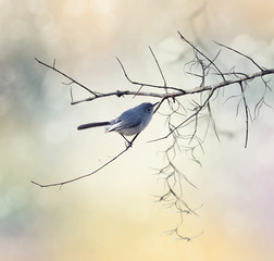 Blue-gray Gnatcatcher