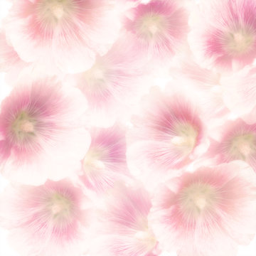 Pink Hollyhock Flowers