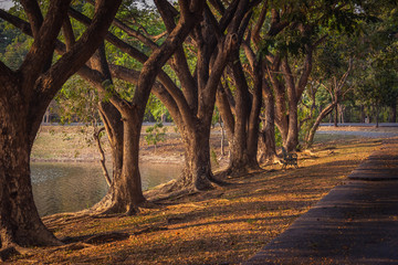 the tree in the park , vintage filter