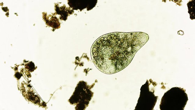 Protozoa unter dem Mirkoskop in UHD