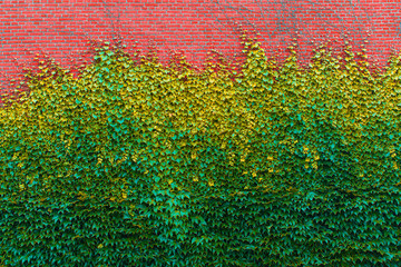 brick wall overgrown with green ivy