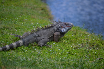 Sassy Iguana