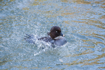 Common Goldeneye, duck in the lake