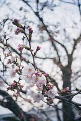 Branch of white Cherry Blossoms.