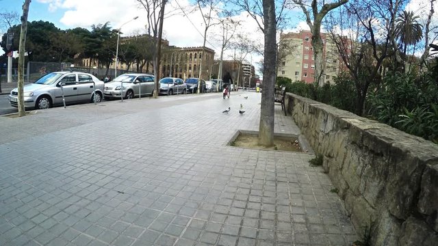 Parrots and peageons birds Barcelona 