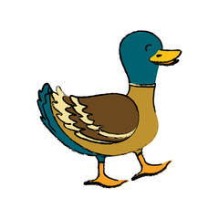 duck farm animal icon vector illustration graphic design