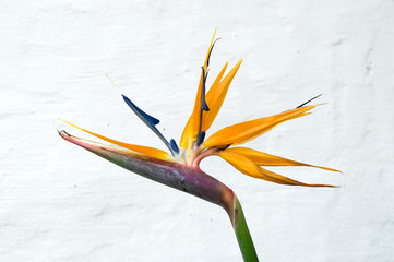 Explosion de belleza