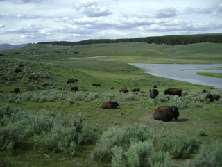 Bison In Wilderness