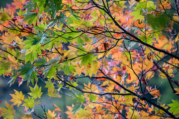 Autumn leaves with blazing colors illuminated withs sunshine  ฤดูใบไม้ร่วงวัยเจริญเติบโตเต็มที่ความเป็นมาฉากหลังปูมหลังพื้นหลังภาพพื้นเดิมพื้นเพเดิมภูมิหลังรกรากเดิมหัวนอนปลายตีนเบื้องหน้าเบื้องหลังเบ