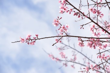 the  Prunus cerasoides flowers and sky backgrounds