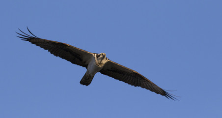 Osprey with his large wing span soaring in the sky