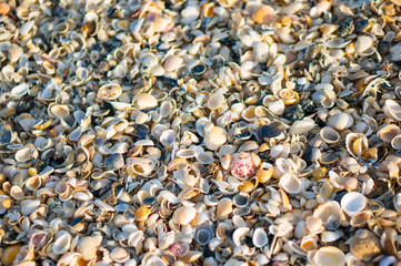 Closeup of shells