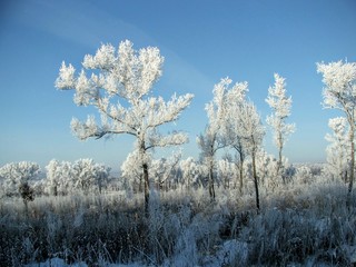 зимний лес в Амурской области Россия