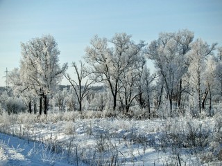 зимний лес в Амурской области Россия