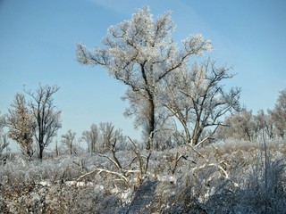 Fototapeta premium зимний лес в Амурской области Россия