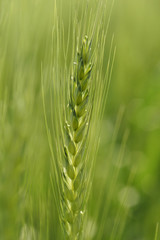 Close up of Fresh Green Wheat Steam