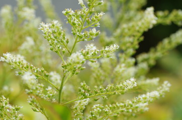Astilbe