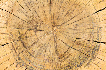 Yellow brown color tree ring background
