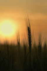 Fototapeta na wymiar Wheat Stem Silhouette