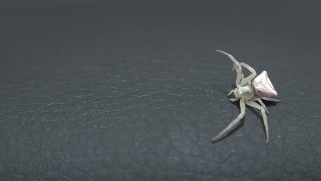 White Crab Spider on leather 