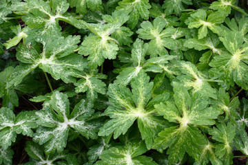 Motley leaves of a geranium./Young leaves of a geranium have created a dense motley carpet.