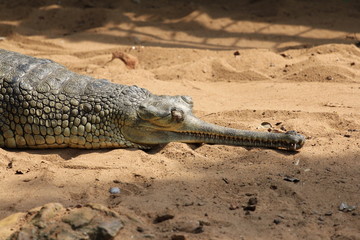 Critically Endangered Long Jaw Crocodile, Gharial-Gavialis gangeticus