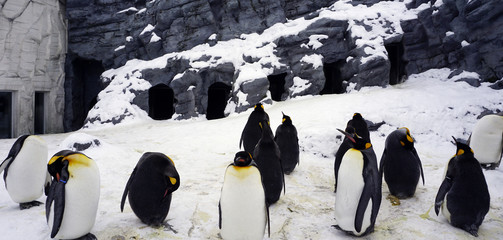Penquin animal stand and sleep in winter snow